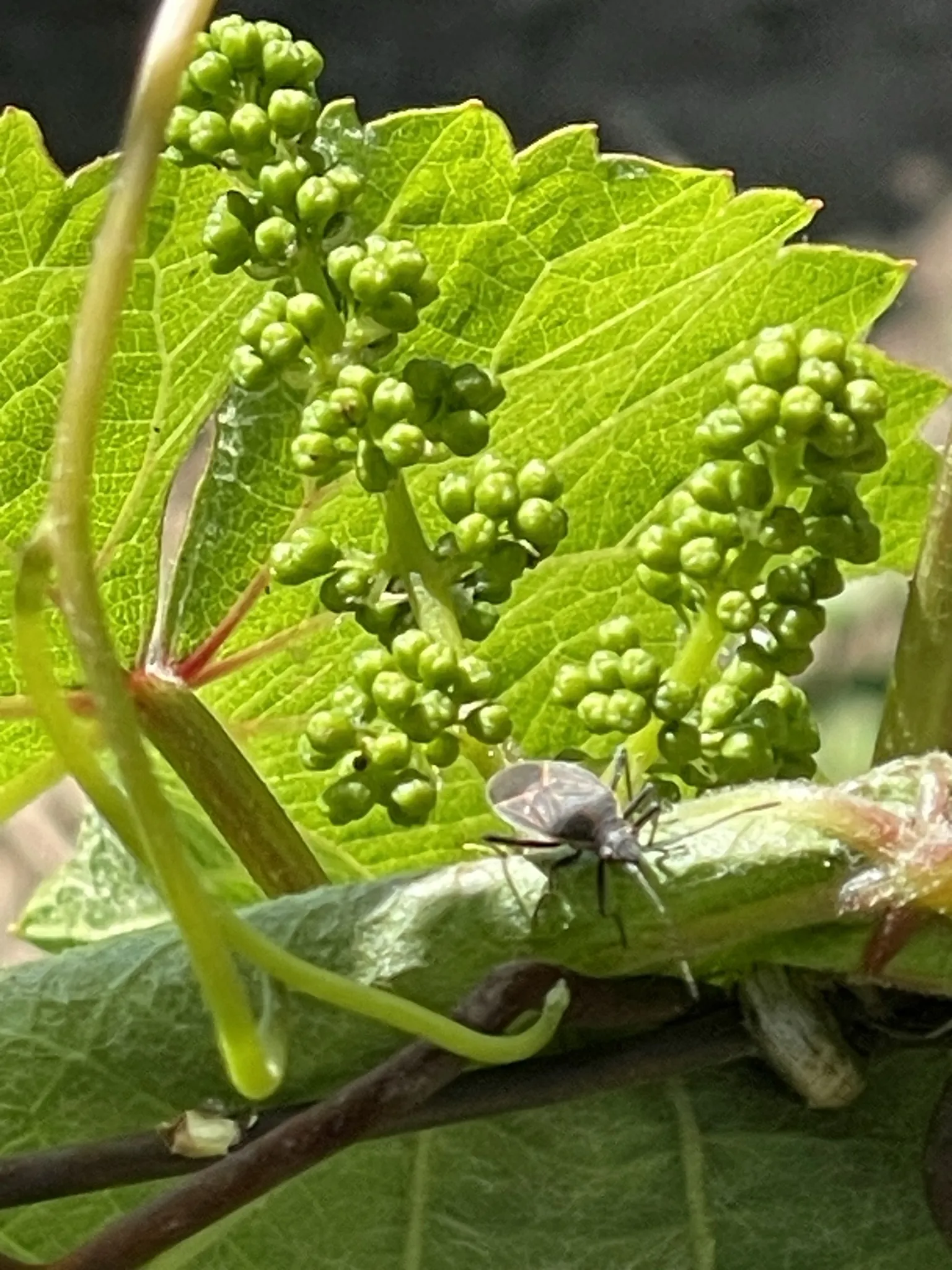 Young grape clusters on the vine